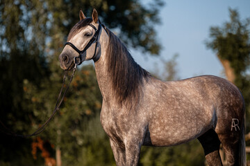 Spanischer Apfelschimmel © ScullyPictures