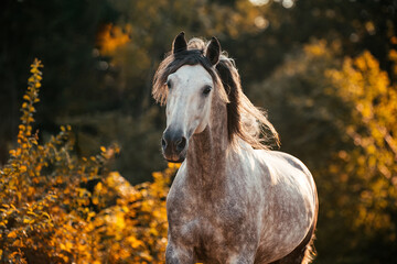 Spanischer Apfelschimmel © ScullyPictures