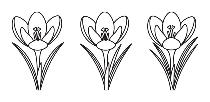 Three black line art crocus flowers in a row, a minimalist and elegant floral illustration for spring themes, showcasing simple botanical beauty and clean graphic design