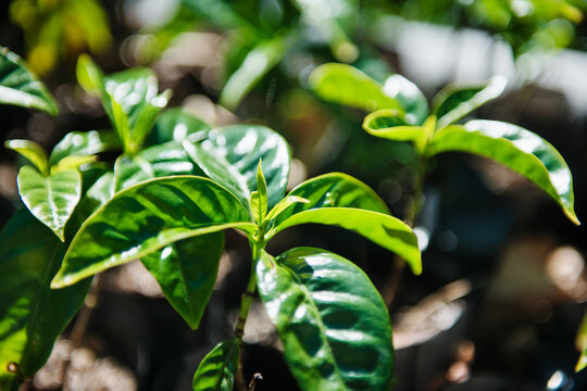 young green coffee plant, Boquete, Panama, Central America
