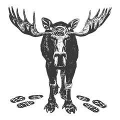 Fototapeta premium A detailed monochrome illustration depicts a majestic moose walking forward