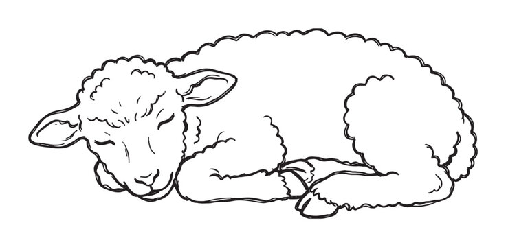 Cute hand-drawn sleeping baby lamb illustration with fluffy wool curls up peacefully in a simple black and white line art sketch style, evoking a sense of calm and innocence