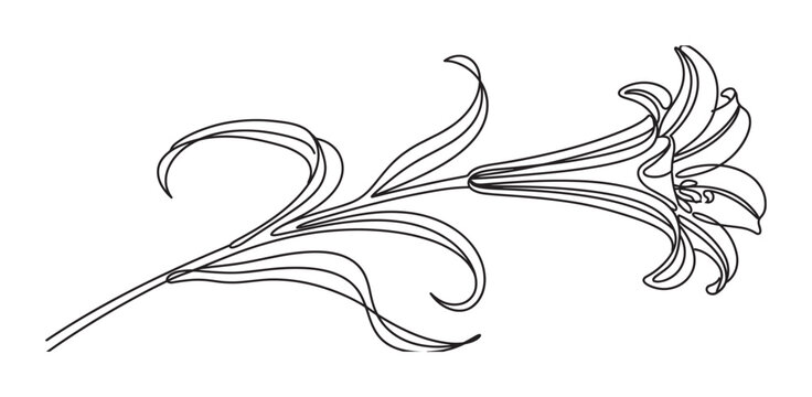 Single black line drawing of a lily flower with a long stem and elegant leaves, rendered in a minimalist continuous line art style for a simple and graceful botanical illustration