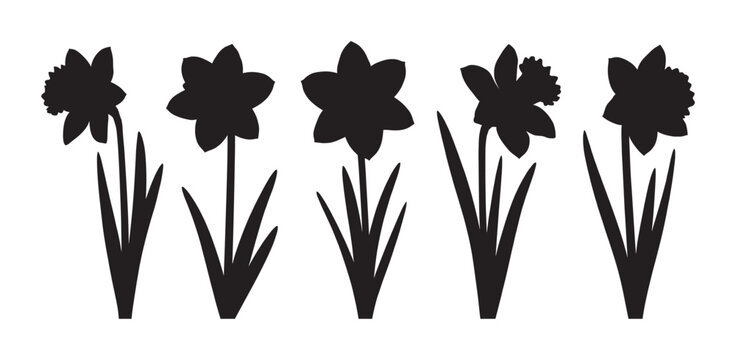 Five black daffodil flower silhouettes in a row showing different bloom shapes, a minimalist graphic vector illustration for spring, nature, or Easter holiday themes