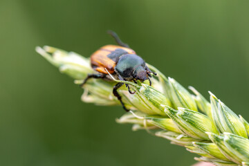 Beetle pest of grain crops, Kuzka, sits on a ripe ear of wheat