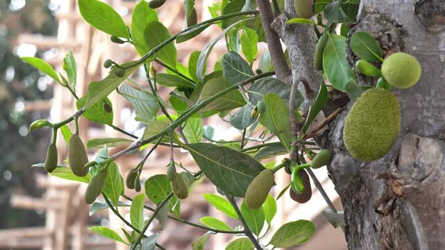 Young Green Jackfruit Growing on Tree Trunk in Natural Sunlight.  Fresh Green Jackfruit Growing on Tree Trunk Botanical Garden Background.
