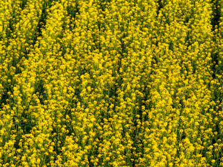 Obraz premium Aerial view of a canola field of bright yellow flowers arranged in neat rows creating a striking visual display of natures beauty