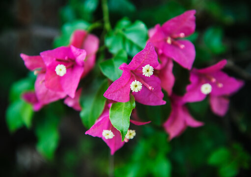 Bougainvillea plant, a genus of thorny ornamental vines, bushes, or trees known for their colorful, papery bracts