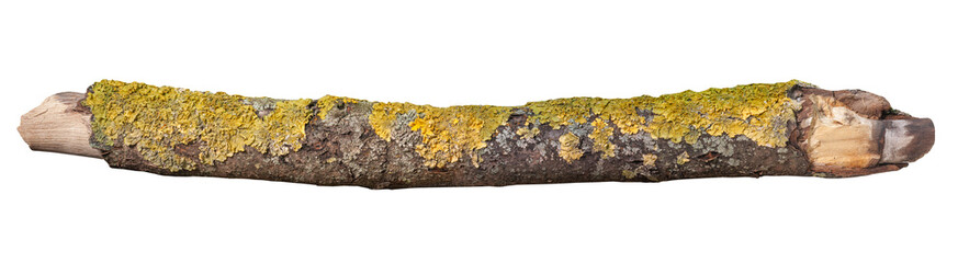 Rough Log With Yellow Green Lichen Moss On Barked Wood For Rustic Nature Backgrounds