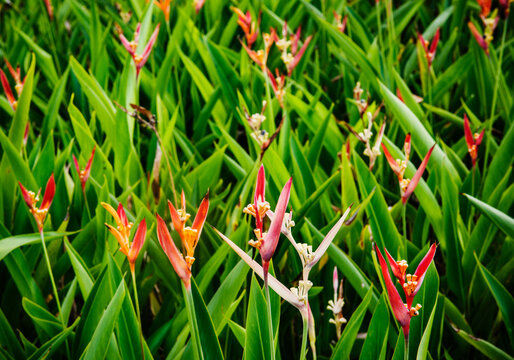 Heliconia psittacorum, commonly known as Parrot's Beak, Parakeet Flower, or False Bird-of-Paradise, Panama City, Panama