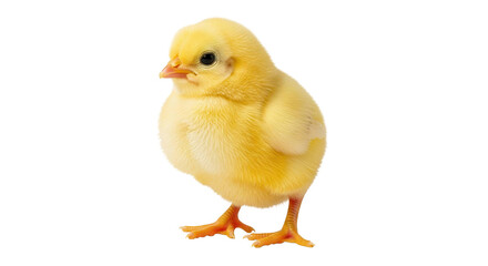Obraz premium Adorable fluffy yellow chick standing against black