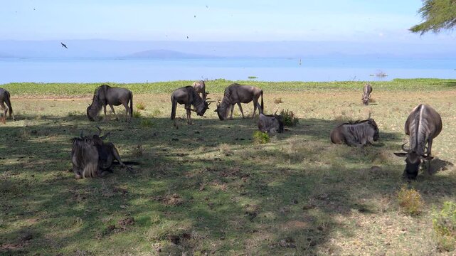 Herd of wildebeest grazing and resting in shade on green shores of lake naivasha in kenya. Popular destination for wildlife tourism and african safari adventures