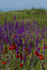 Fototapeta premium A beautiful scenic shot of a wildflower meadow featuring tall purple larkspur and bright red poppies against a soft green background.