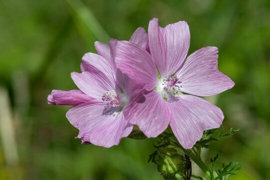 Close up of musk mallow (malva moschata) flowers