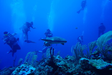 Fototapeta premium Shark among divers