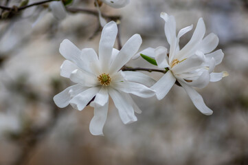 Magnolia stellata early springtime flowering small tree, group of flowers with snowy white petals in bloom on bush branches © Iva