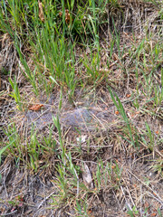 Obraz premium Spinnennetz im Gras