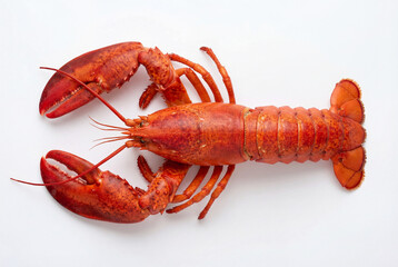 Cooked Red Lobster Seafood Dish on white background