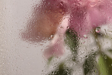 Fototapeta premium Smoke selected soft focus pink Peony Flower, Green Leaf twig through glass with wet water drops. Abstract natural blur background.