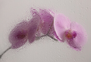 Smoke selected Soft focus pink phalaenopsis Orchid Flower through glass with wet water drops....