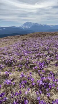 Beautiful landscape of spring Carpathian mountains.Blooming flowers, crocuses in April. Hiking, travel, backpacking, walking outdoors concept