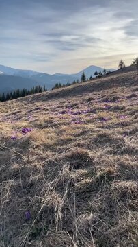 Beautiful landscape of spring Carpathian mountains.Blooming flowers, crocuses in April. Hiking, travel, backpacking, walking outdoors concept