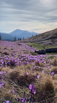 Beautiful landscape of spring Carpathian mountains.Blooming flowers, crocuses in April. Hiking, travel, backpacking, walking outdoors concept