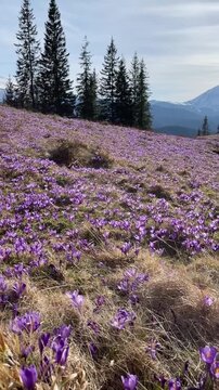 Beautiful landscape of spring Carpathian mountains.Blooming flowers, crocuses in April. Hiking, travel, backpacking, walking outdoors concept