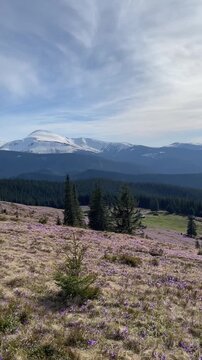 Beautiful landscape of spring Carpathian mountains.Blooming flowers, crocuses in April. Hiking, travel, backpacking, walking outdoors concept