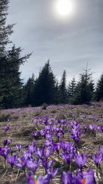 Beautiful landscape of spring Carpathian mountains.Blooming flowers, crocuses in April. Hiking, travel, backpacking, walking outdoors concept