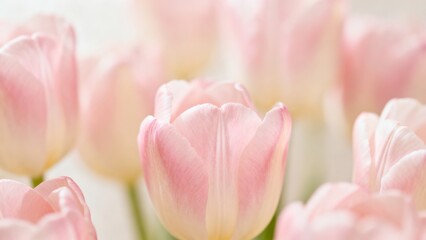 Dreamy Center Tulip Focus. Focused view of a single pink tulip surrounded by blurred petals. Soft and elegant, perfect for romantic or seasonal visuals, mother's day, women's day