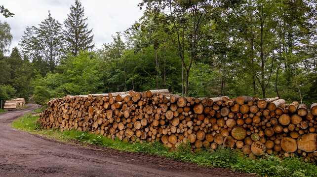 Holzstapel am Waldweg