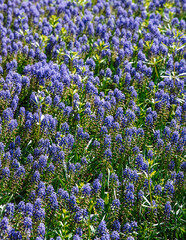 View of a meadow of mouse hyacinth flowers in the park.