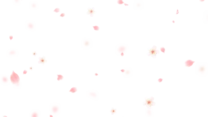 Fototapeten Kirschblüte Spring Sakura Cherry Blossom fall on transparent background,png nature petals and buds season and spring sale isolated design element  © AIDIN