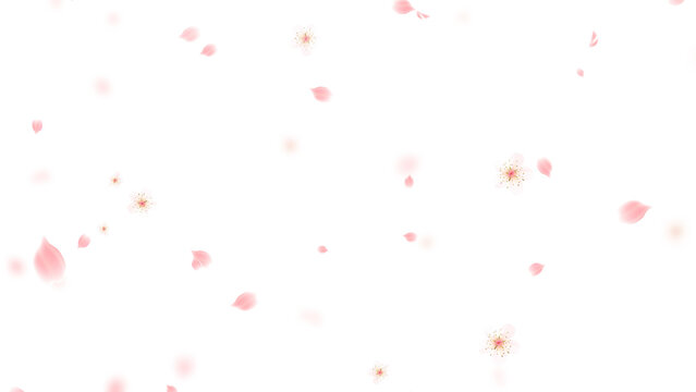 Spring Sakura Cherry Blossom fall on transparent background,png nature petals and buds season and spring sale isolated design element