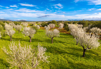 Naklejka premium Almond blossom on Mallorca during Spring