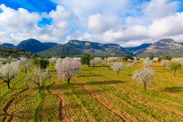 Fototapeta premium Almond blossom on Mallorca during Spring