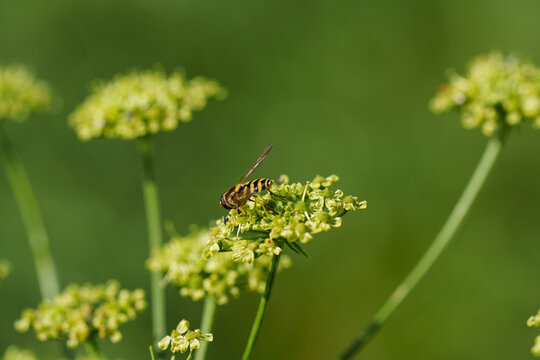 Syrphid fly or hoverfly. Sitting on a plant. A beneficial insect, an important pollinator. Feeds on pollen and nectar. Resembles bees and wasps. Macro shot. Space for text. Green background.