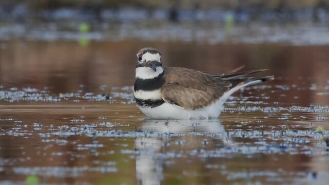 Killdeer bathing in marsh