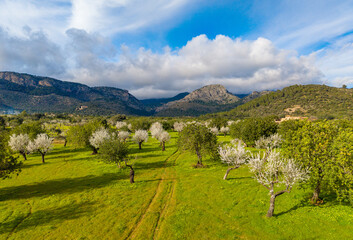 Obraz premium Almond blossom on Mallorca during Spring