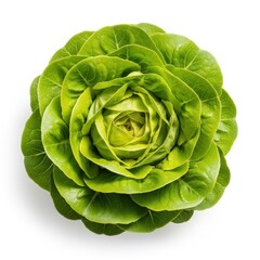 Fototapeta premium A green lettuce head on a white background