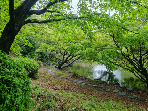 Quiet pond surrounded by vibrant green trees in a traditional Japanese garden. Overhanging branches and soft reflections in the water create a relaxing zen landscape.