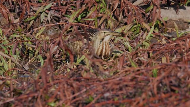 American bittern hunting in marsh catches two fish at once