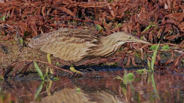 American bittern hunting in marsh