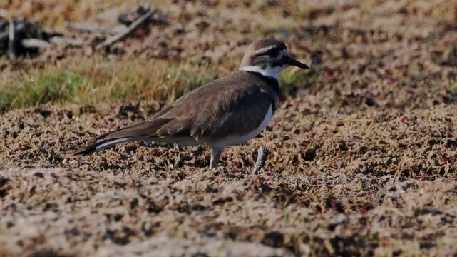 Killdeer in muddy marsh