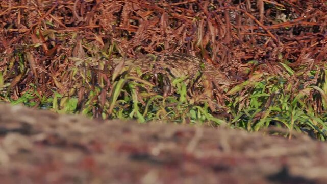 American bittern walking through reeds in a marsh
