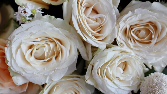 A beautiful white rose bouquet with delicate petals and green leaves makes a perfect floral gift or bridal decoration for a wedding, symbolizing love, nature, and pure romance in every blossom