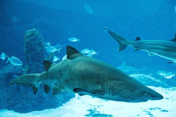 Fototapeta premium Shark swimming in a large salt water tank at the aquarium in Las Palmas Gran Canaria Spain