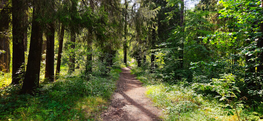 country road in the forest