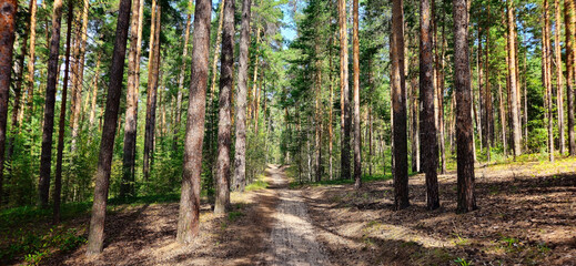 country road in the forest